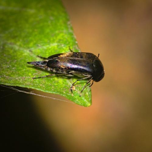 Variimorda sp.